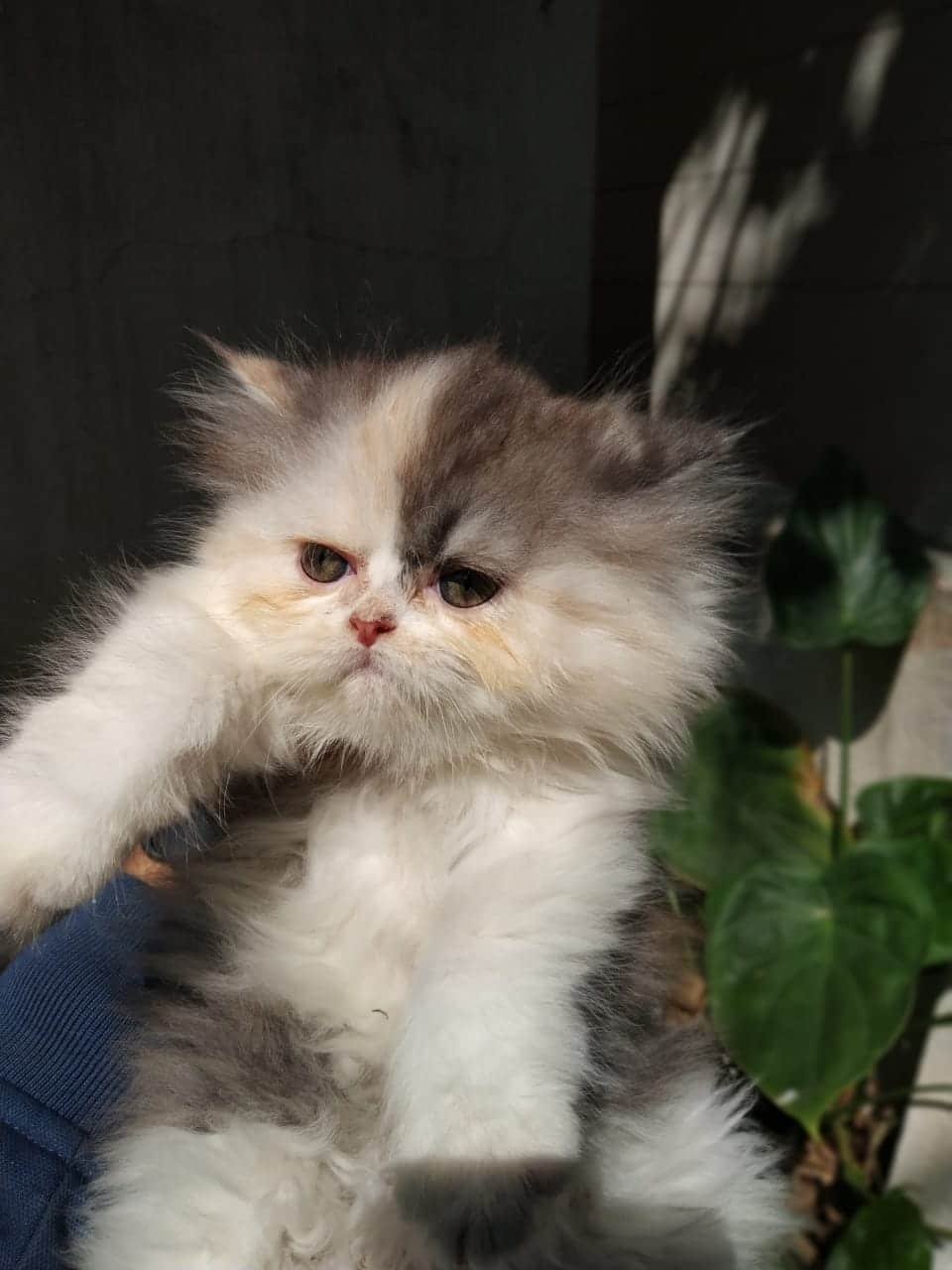 Persian Cats & kittens for sale in Bangalore Cat Shack